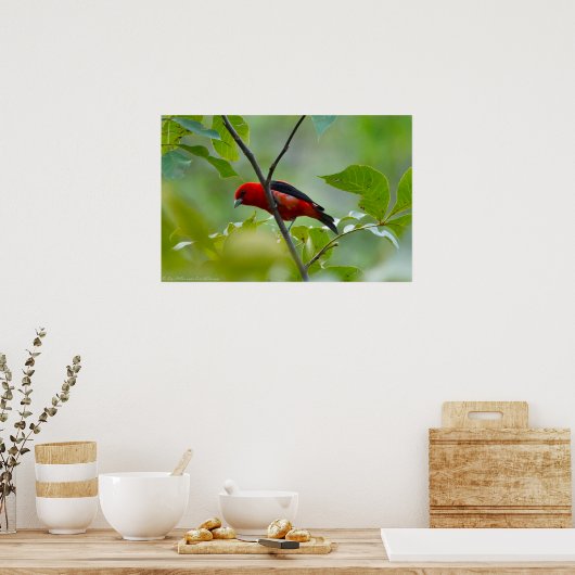 Poster Homme Scarlet Tanager dans le vert d'été (Cuisine)