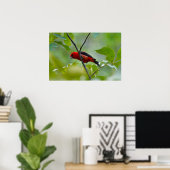 Poster Homme Scarlet Tanager dans le vert d'été (Bureau à domicile)
