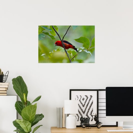 Poster Homme Scarlet Tanager dans le vert d'été (Bureau à domicile)