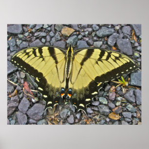 Poster Homme Tigre Est Swallowtail papillon