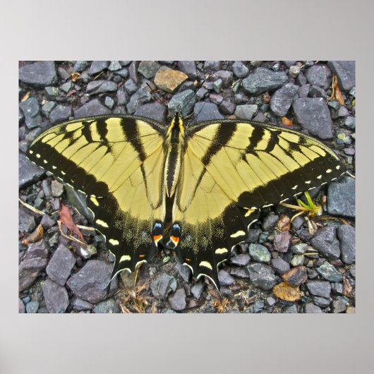 Poster Homme Tigre Est Swallowtail papillon (Devant)