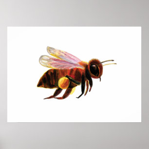 Poster Honey Bee Flying
