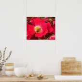 Poster - Honey Bee sur Rose (Cuisine)