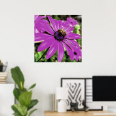 Poster Honey Bee Sur Un Daisy Africain Violet (Bureau à domicile)