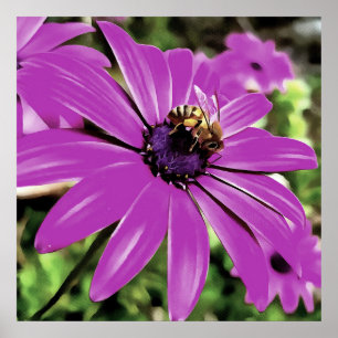 Poster Honey Bee Sur Un Daisy Africain Violet