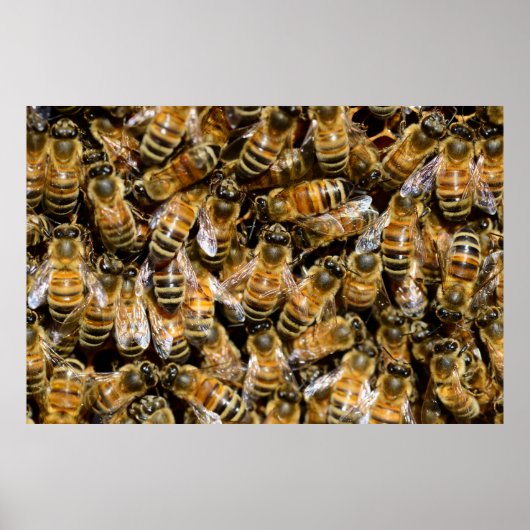 Poster Honey bees (Devant)