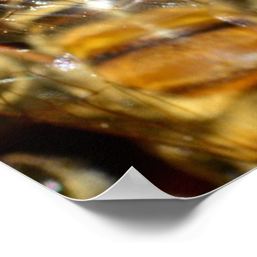 Poster Honey bees (Coin)