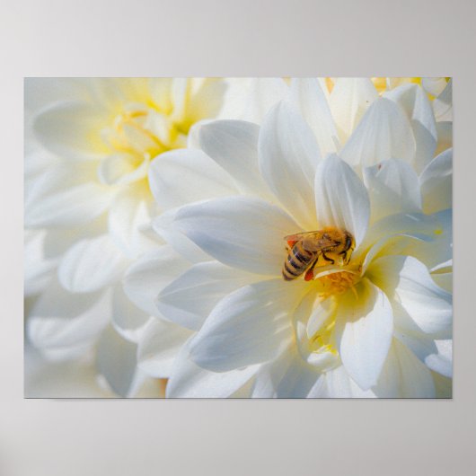 Poster Honeybee on a Dahlia (Devant)
