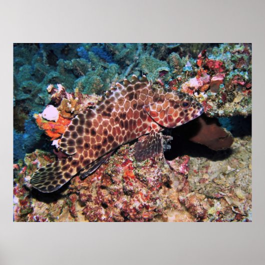 Poster Honeycomb Grouper (Devant)