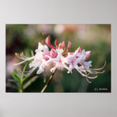 Poster Honeysuckle Fleur sauvage Azalea (Devant)