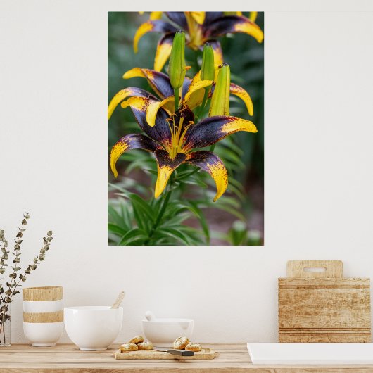 Poster Honneur de minuit : Lys d'Asiatique Noir Hybride (Cuisine)