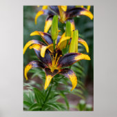 Poster Honneur de minuit : Lys d'Asiatique Noir Hybride (Devant)