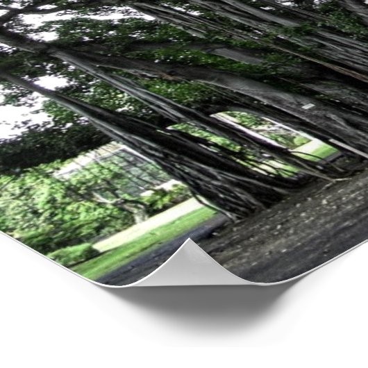 Poster Honolulu Banyan Tree (Coin)