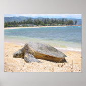 Poster Honu hawaïen (Devant)