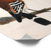 Poster Hoopoe commun | William Lewin (Coin)