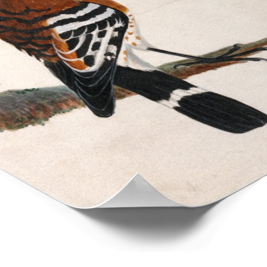 Poster Hoopoe commun | William Lewin (Coin)