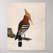 Poster Hoopoe commun | William Lewin (Devant)