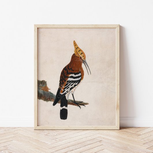 Poster Hoopoe commun | William Lewin