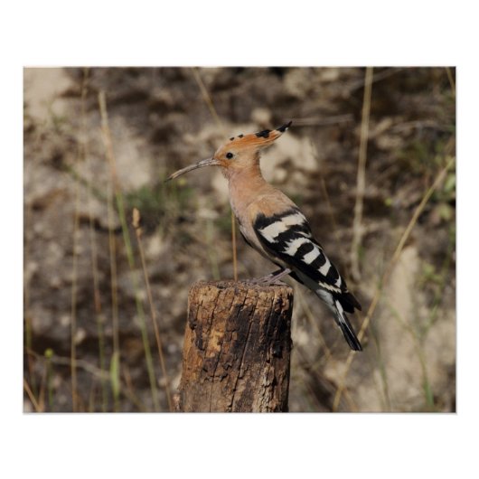Poster Hoopoe Femme Sur Le Tronc (Devant)