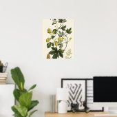 Poster Hop Vine, de "The Young Landsman", publié par Vie (Bureau à domicile)