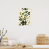 Poster Hop Vine, de "The Young Landsman", publié par Vie (Cuisine)