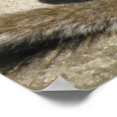 Poster Horatio the Squirrel Print (Coin)