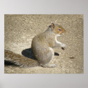 Poster Horatio the Squirrel Print