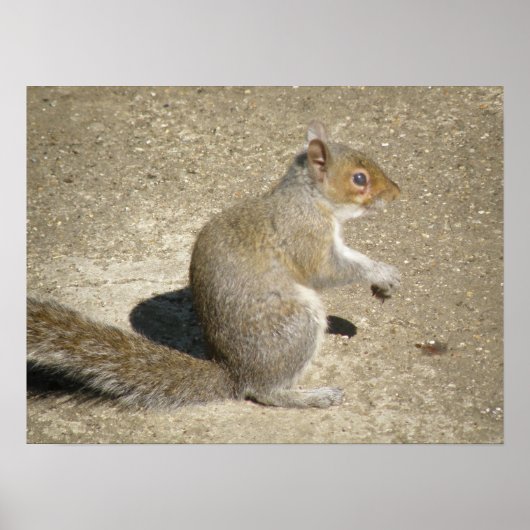 Poster Horatio the Squirrel Print (Devant)