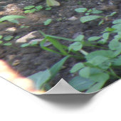 Poster Horatio the Squirrel Print (Coin)