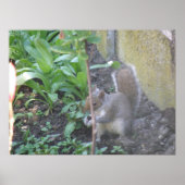Poster Horatio the Squirrel Print (Devant)