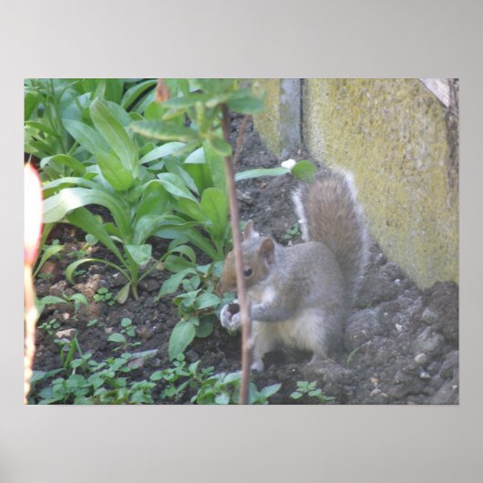 Poster Horatio the Squirrel Print (Devant)