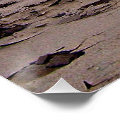 Poster Horizon du rivage tropical de Floride (Coin)