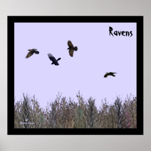 Poster Horloge des ravens