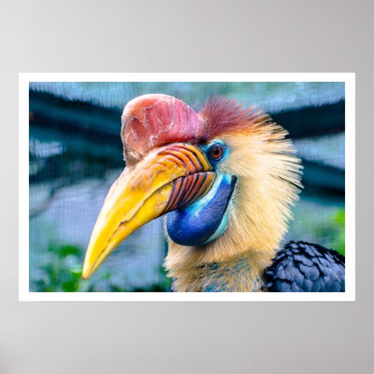 Poster Hornbill (Devant)