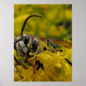 Poster Hornet face à l'écran (Devant)