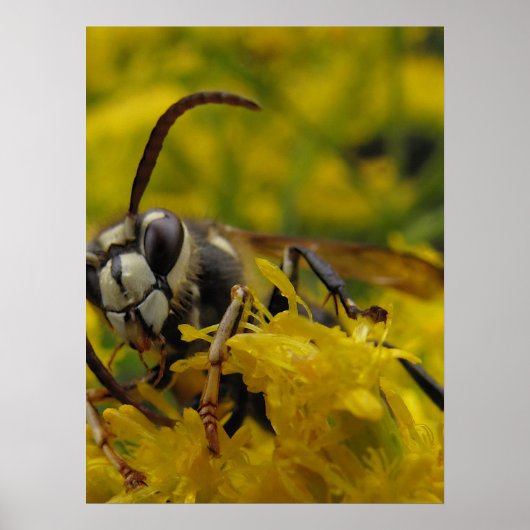 Poster Hornet face à l'écran (Devant)