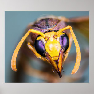 Poster Hornet haut