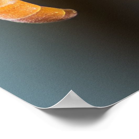 Poster Hornet haut (Coin)