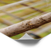 Poster Horse At Gate (Coin)