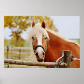 Poster Horse At Gate (Devant)