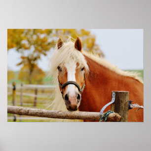 Poster Horse At Gate