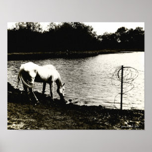 Poster Horse at the Pond