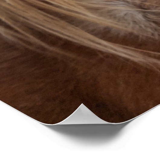 Poster Horse Bangs (Coin)