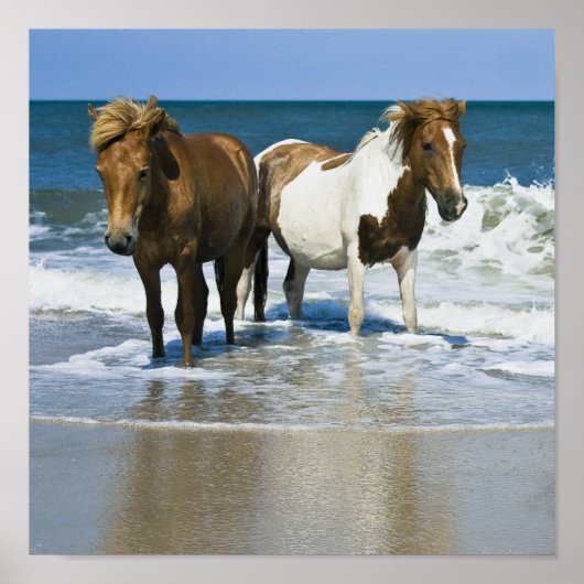 Poster Horse Beach Canvas Imprimer (Devant)