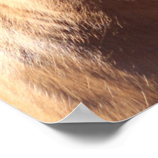 Poster Horse d'Haflinger (Coin)