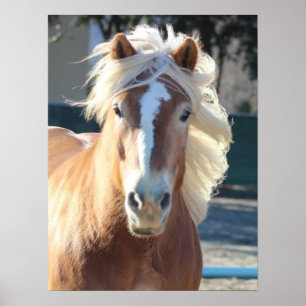 Poster Horse d'Haflinger