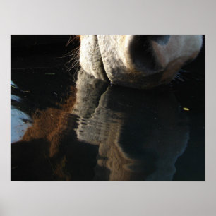 Poster Horse Drinks Reflection