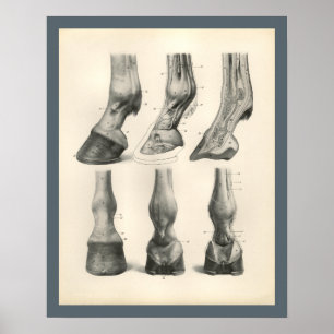 Poster Horse Foot Hoof vétérinaire Anatomie Imprimer