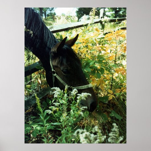Poster Horse Portrait l (Devant)