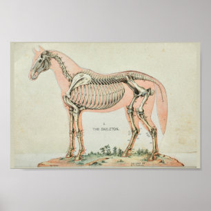 Poster Horse Skeleton Vintage Anatomy Print